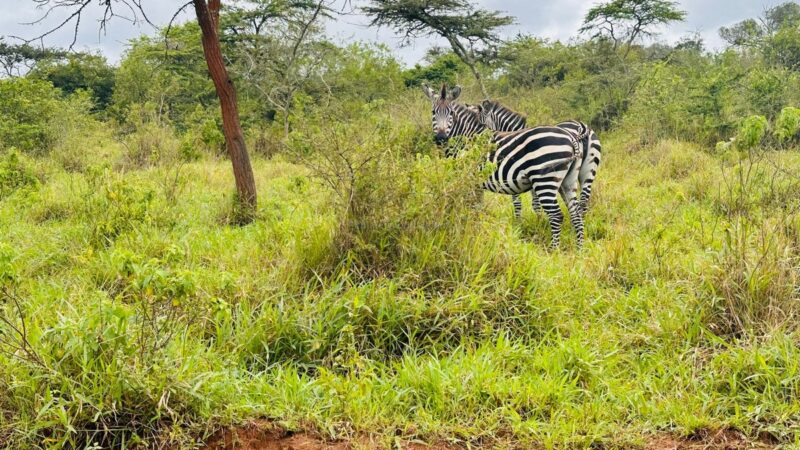 Lake Mburo National Park