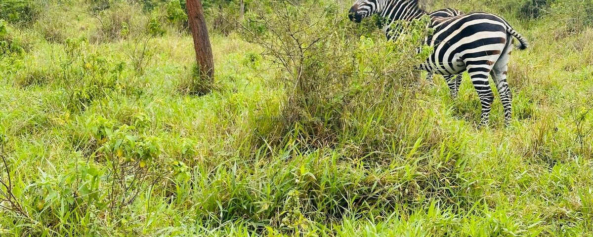 2-Day Lake Mburo Safari Uganda