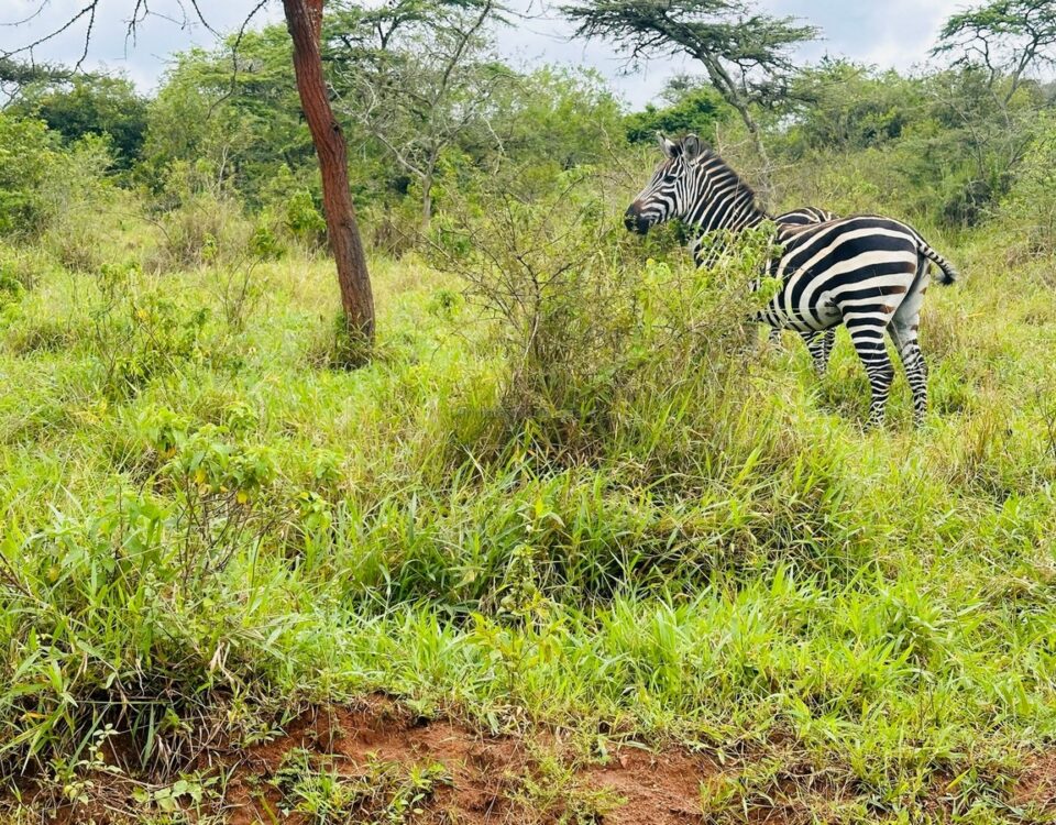 2-Day Lake Mburo Safari Uganda