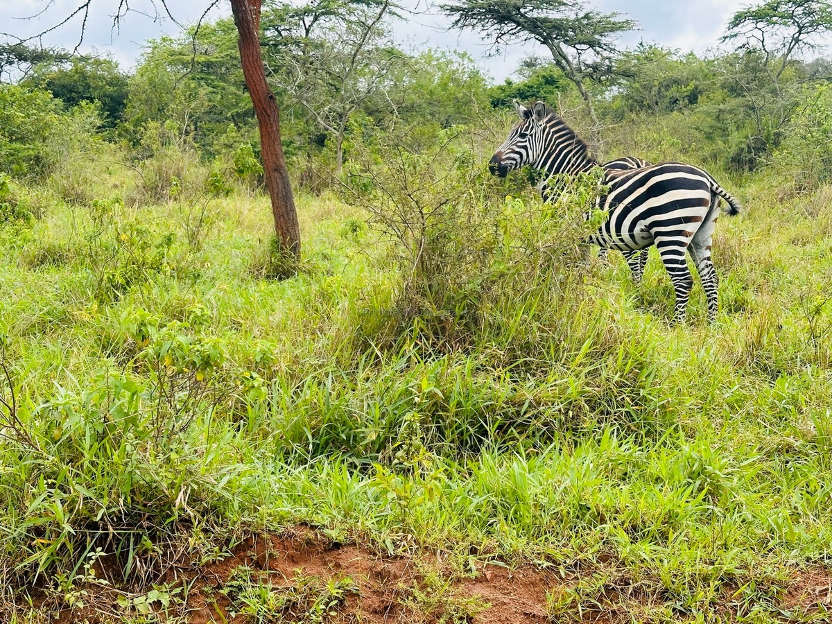 14-Day Uganda Safari