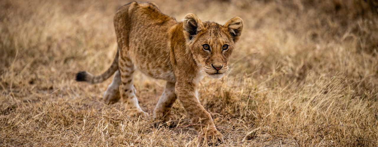 7-Day Tanzania Wildlife Safari