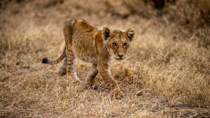 7-Day Tanzania Wildlife Safari