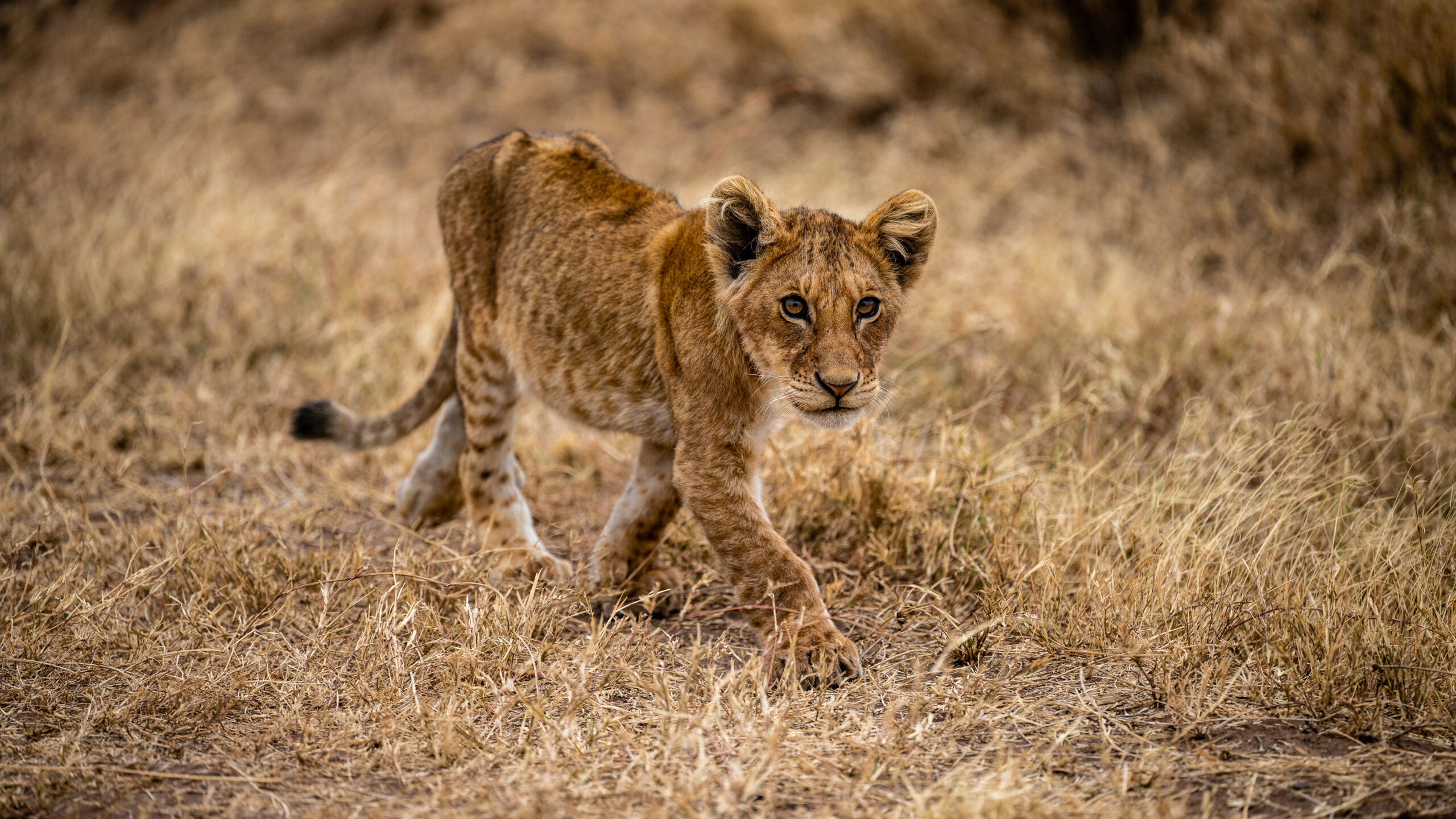 Uganda Wildlife Safaris