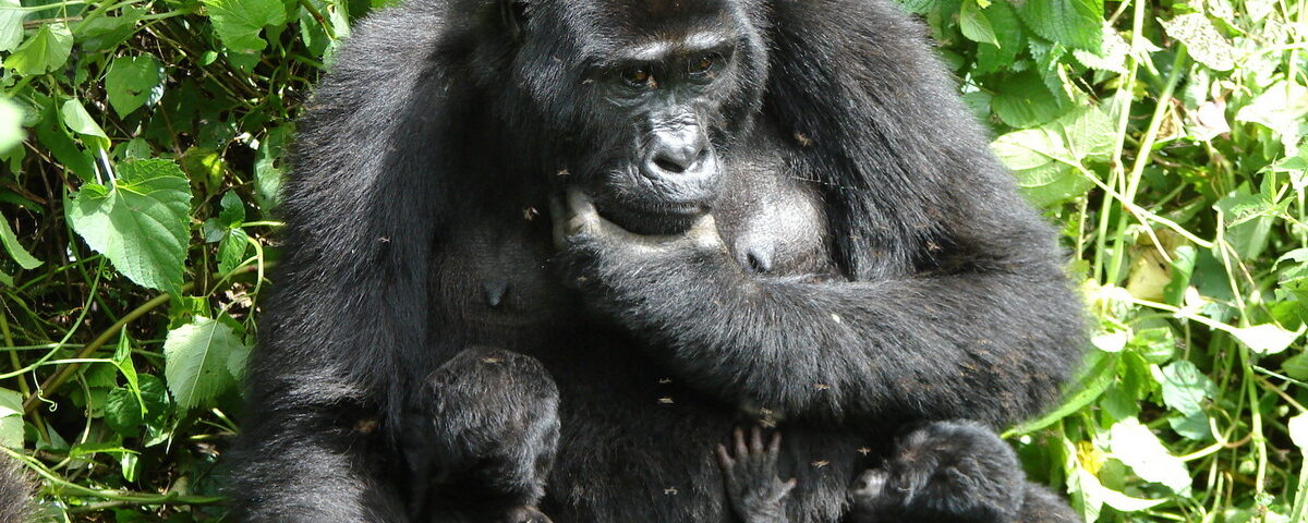 2-Day Bwindi Gorilla Trekking