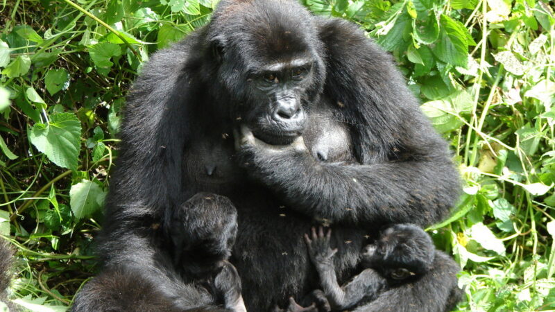 2-Day Bwindi Gorilla Trekking