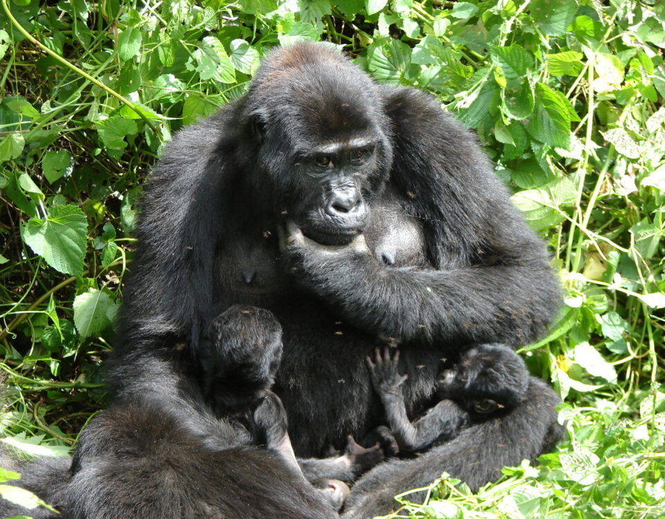 2-Day Bwindi Gorilla Trekking