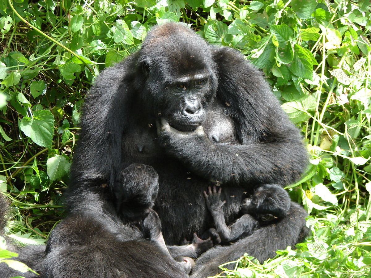 7-Day Rwanda Primates Safari