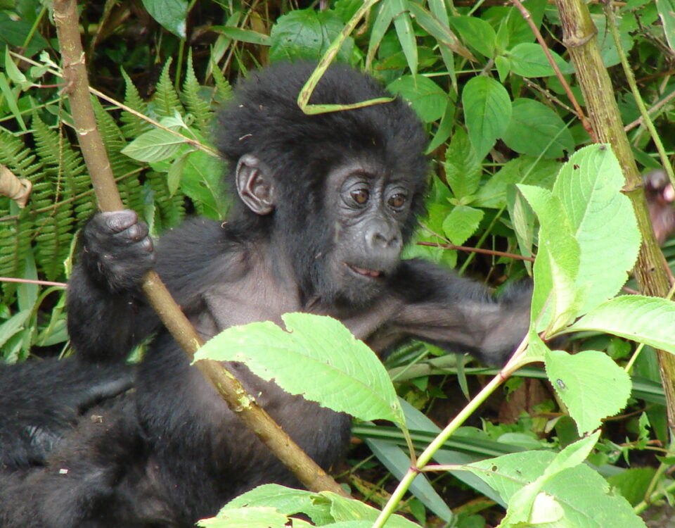 9-Day Uganda Wildlife Safari