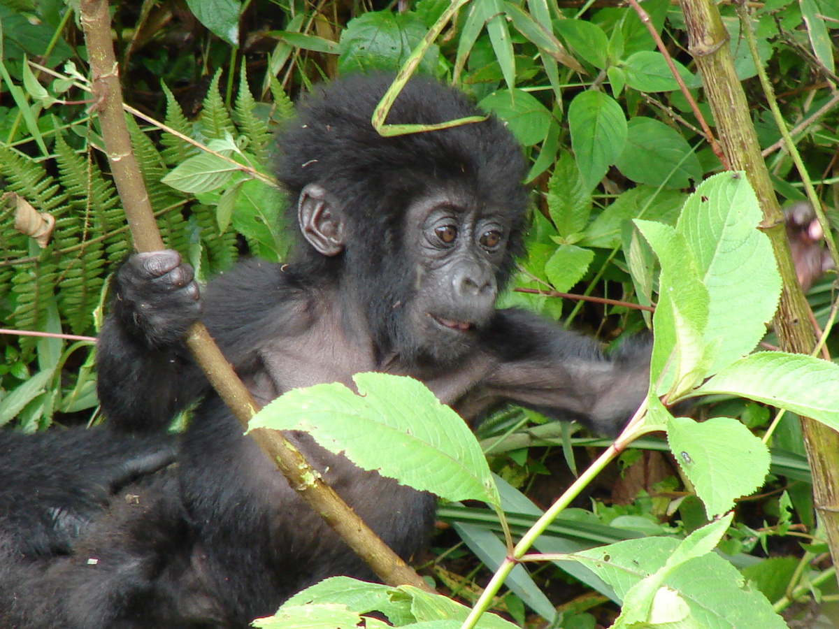 Gorilla Trekking Safaris Uganda