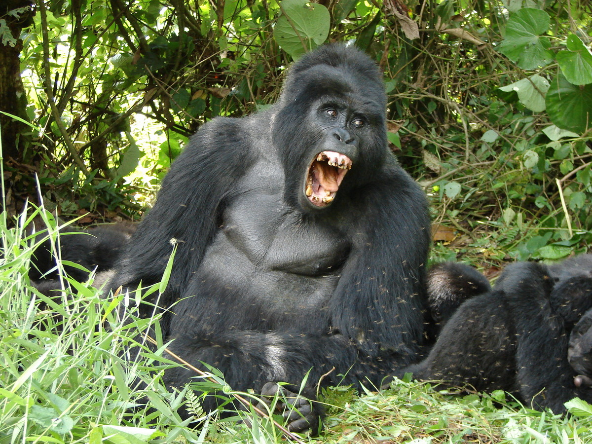 15-Day Uganda Gorilla Trekking Safari