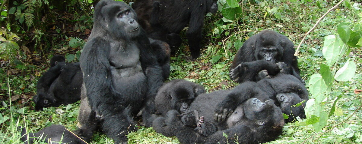 5-Day Uganda Gorilla Trekking