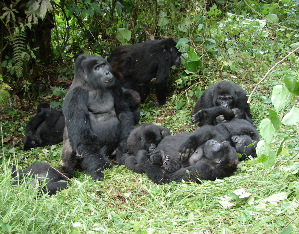 5-Day Uganda Gorilla Trekking