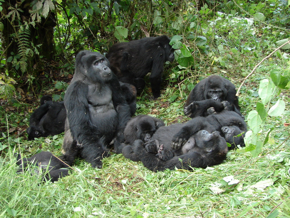 Gorilla Trekking Safaris Uganda