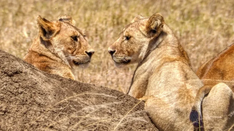 6-Day Tanzania Wilderness Safari