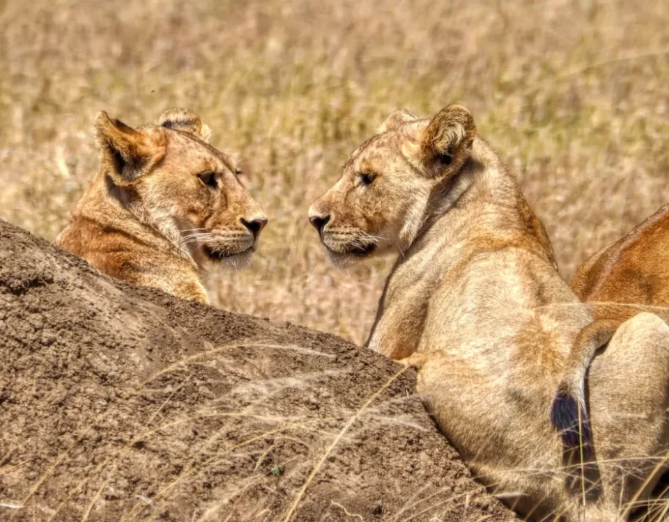 6-Day Tanzania Wilderness Safari