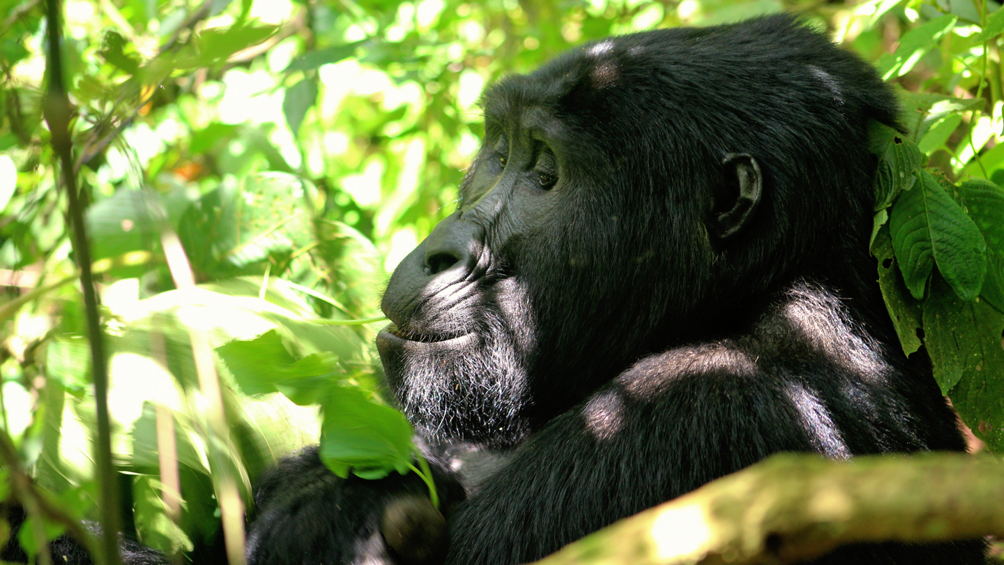 Gorilla Trekking Safaris Uganda