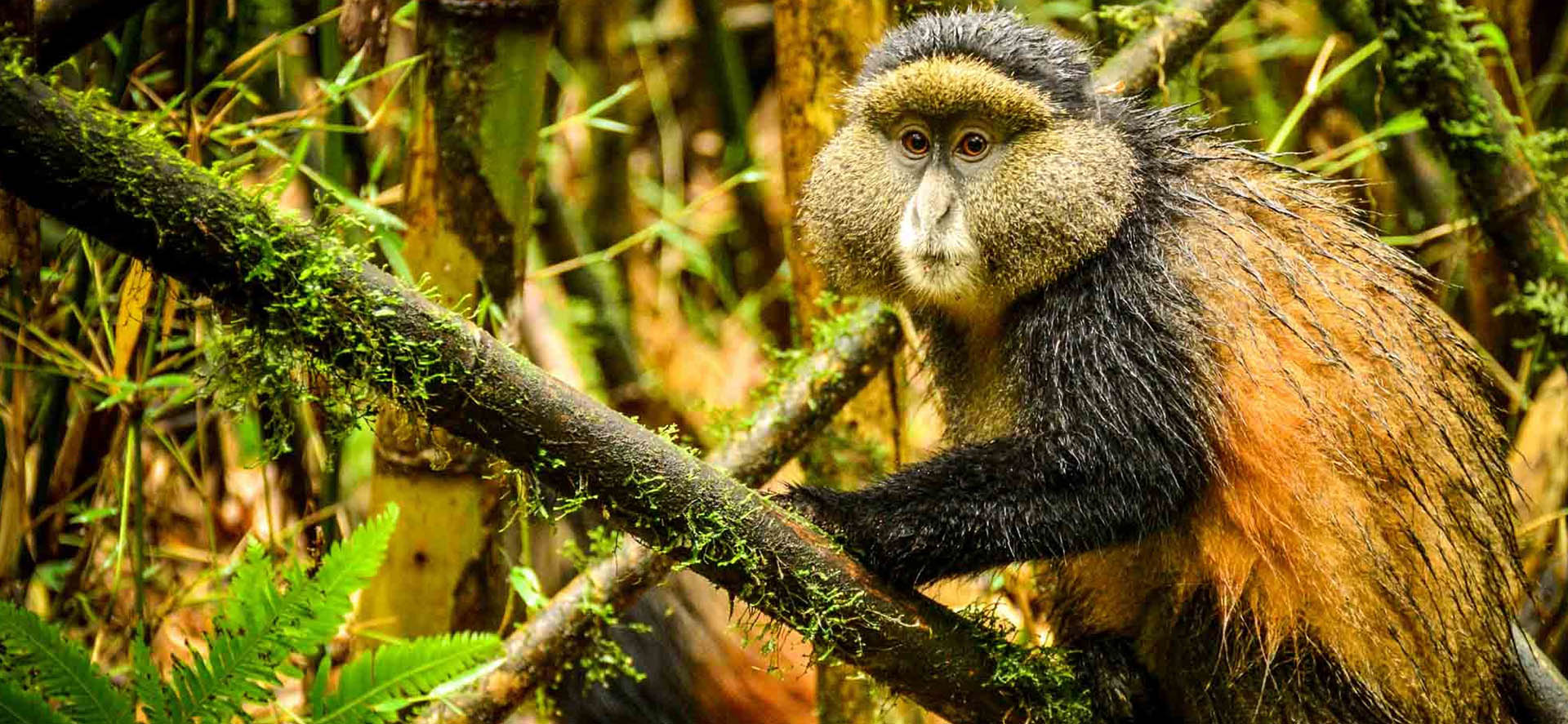 Rwanda Golden Monkey Tracking