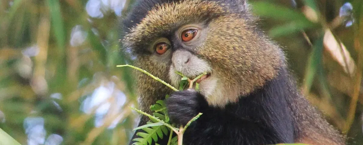 Rwanda Golden Monkey Tracking