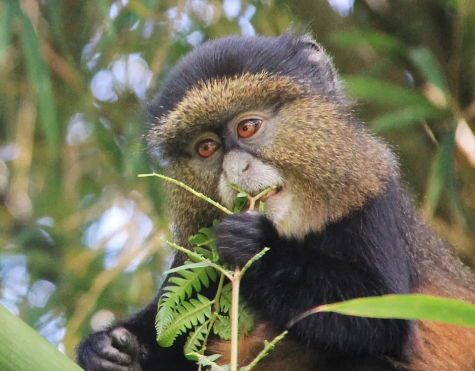 Rwanda Golden Monkey Tracking