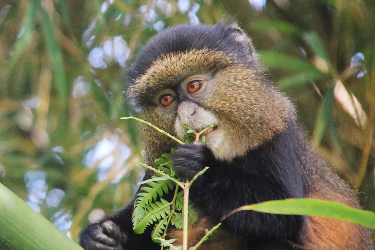 Rwanda Golden Monkey Tracking