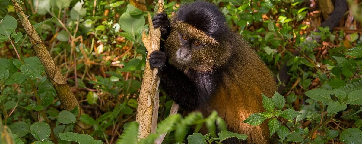 Rwanda Golden Monkey Tracking