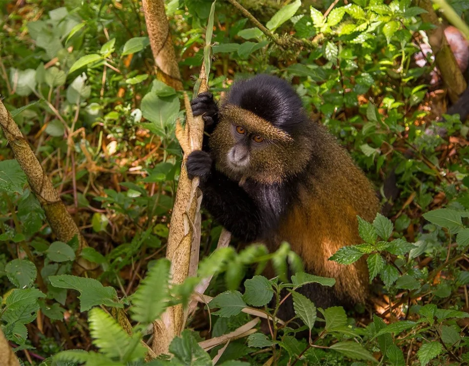 Rwanda Golden Monkey Tracking