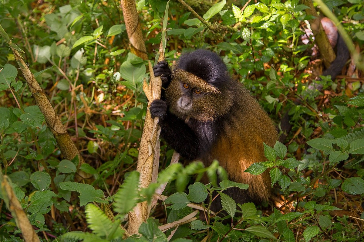 Golden monkey habituation 