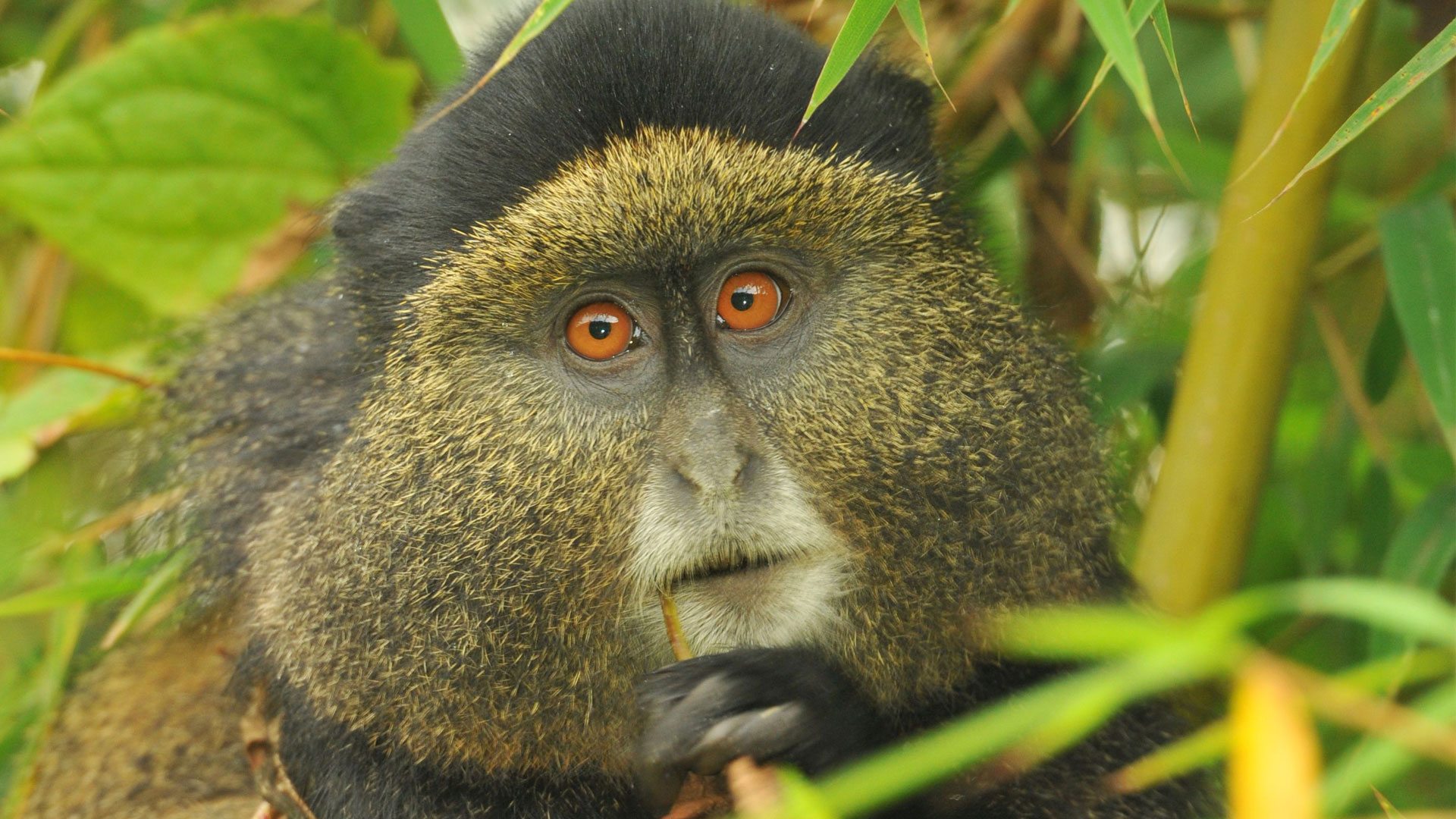 Golden monkey habituation 