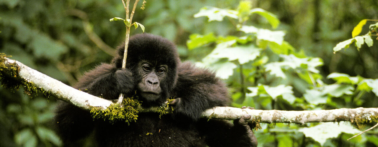 Short Rwanda Gorilla Trekking