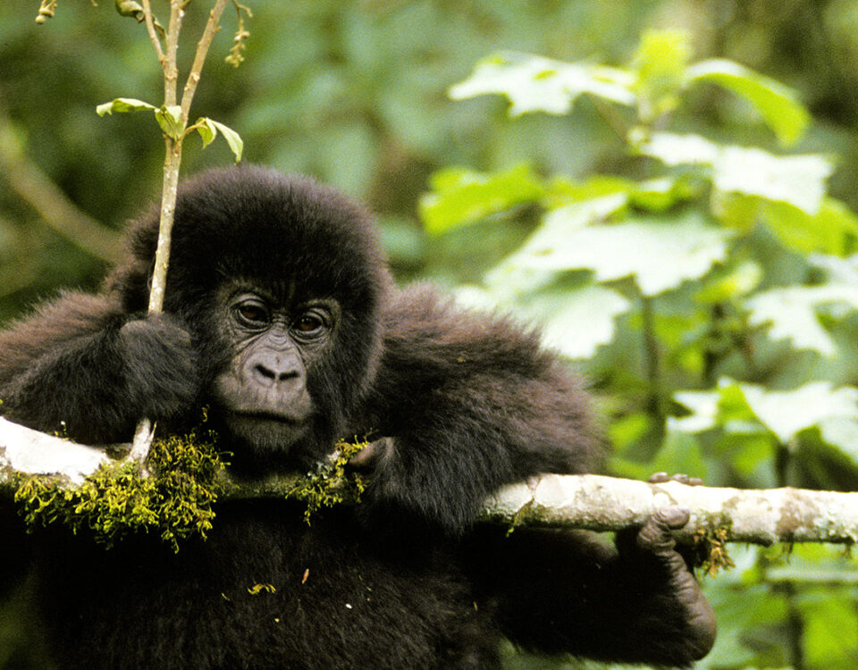 Short Rwanda Gorilla Trekking