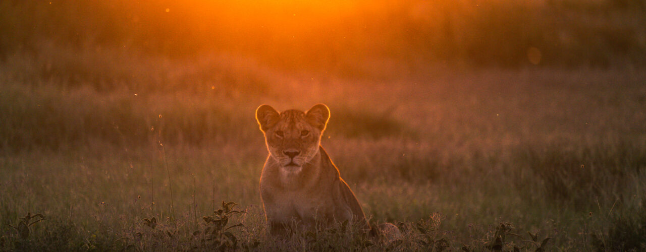 Kenya Wildlife Safaris