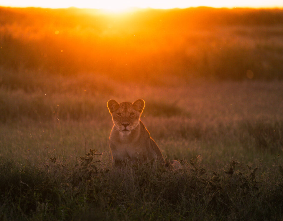 Kenya Wildlife Safaris