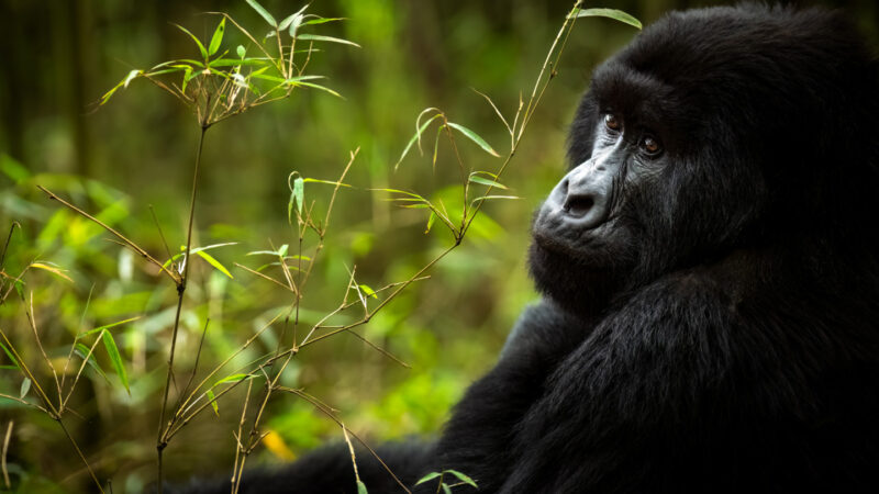 Uganda Wildlife Safaris