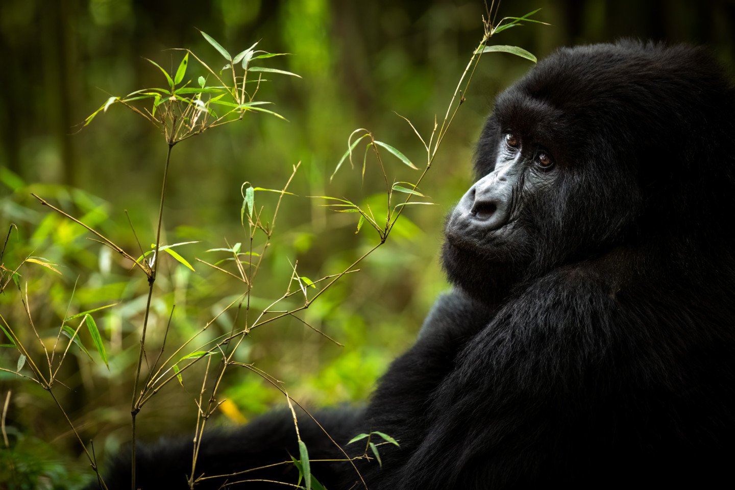 How Do I Book Gorilla Trekking in Uganda?