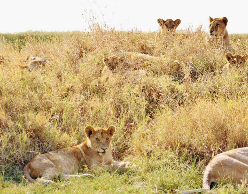 9-Day Kenya Game Safari