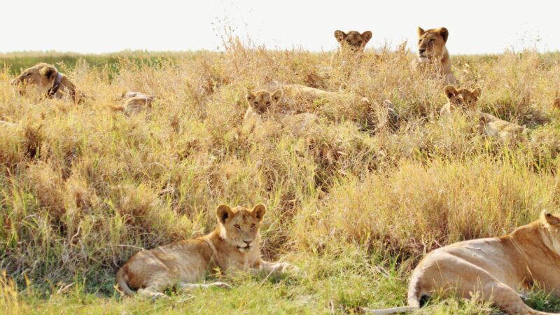 9-Day Kenya Game Safari