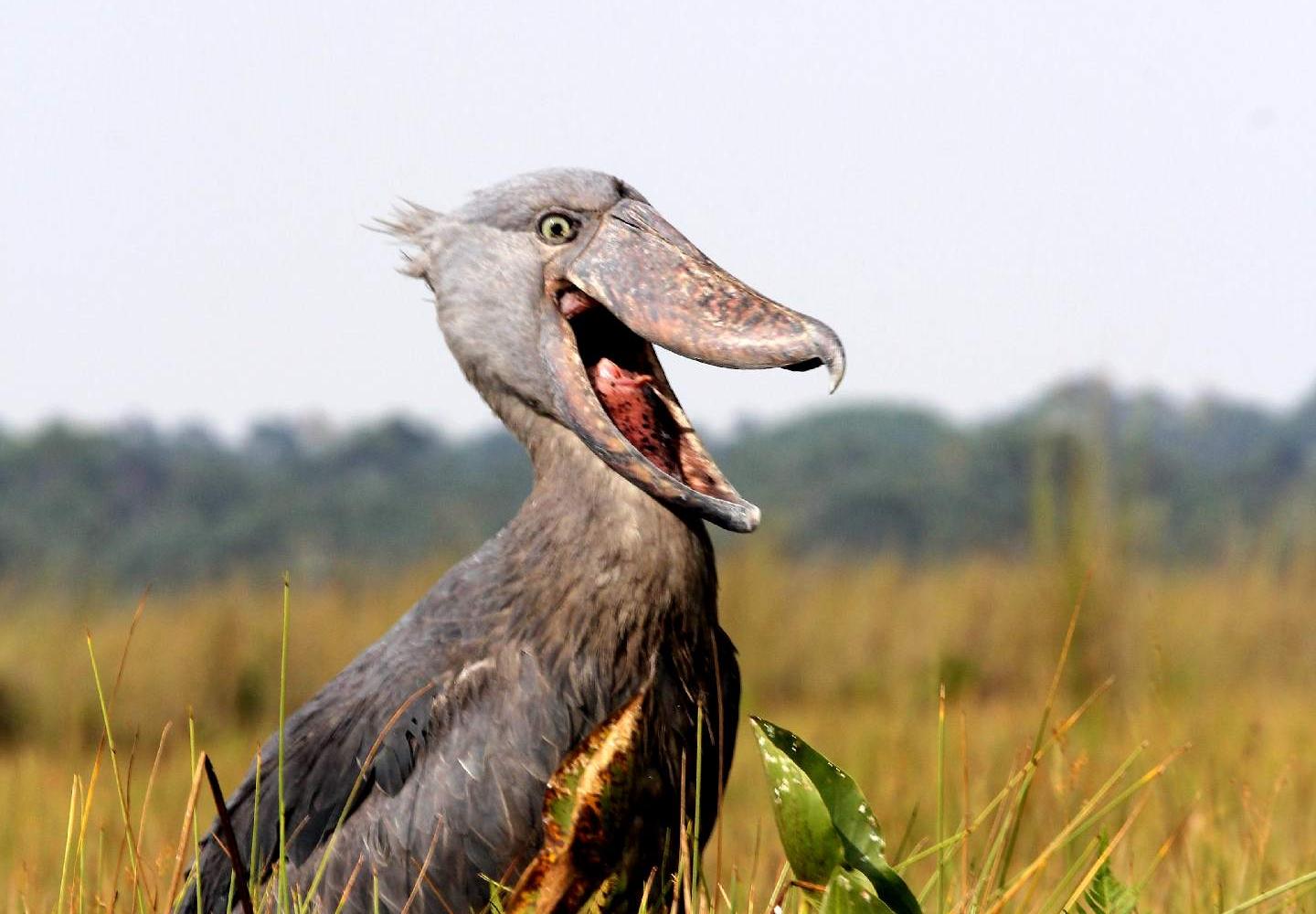 1-Day Mabamba Swamp Birding Tour