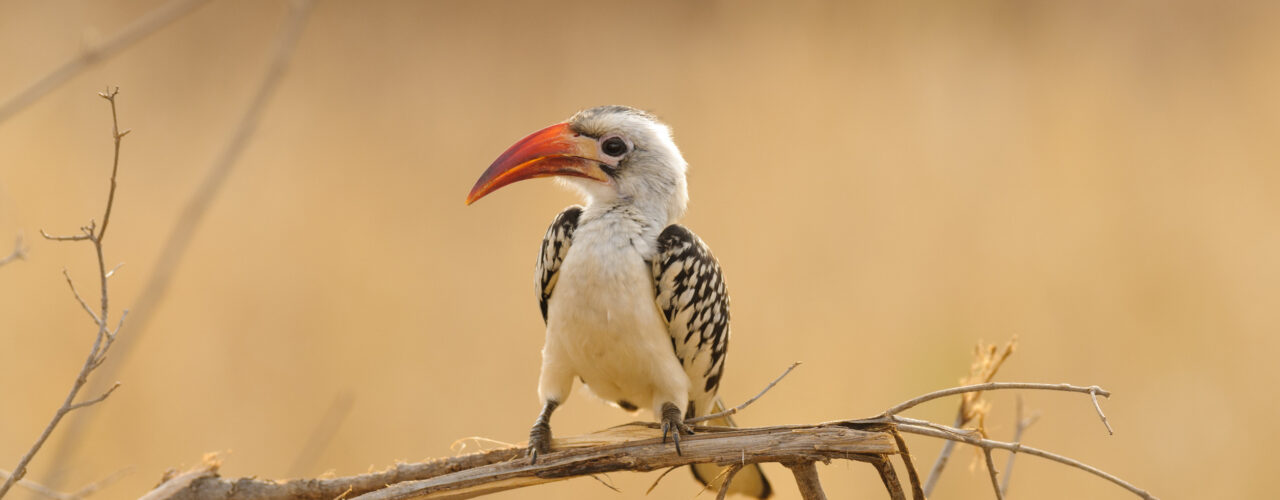 Rwanda Birding