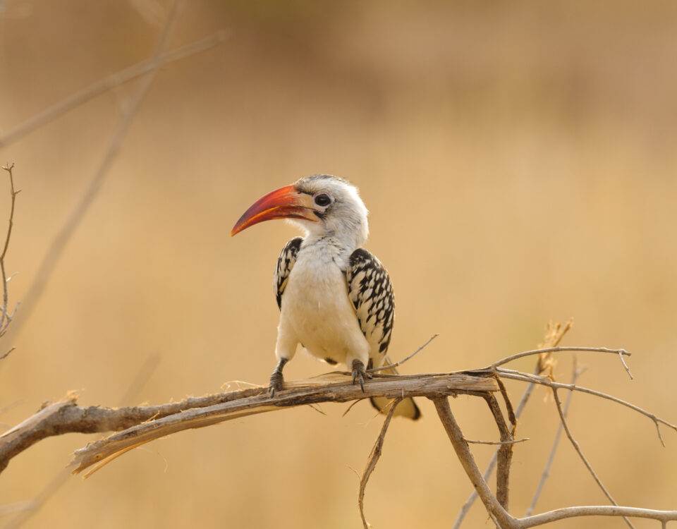 Rwanda Birding