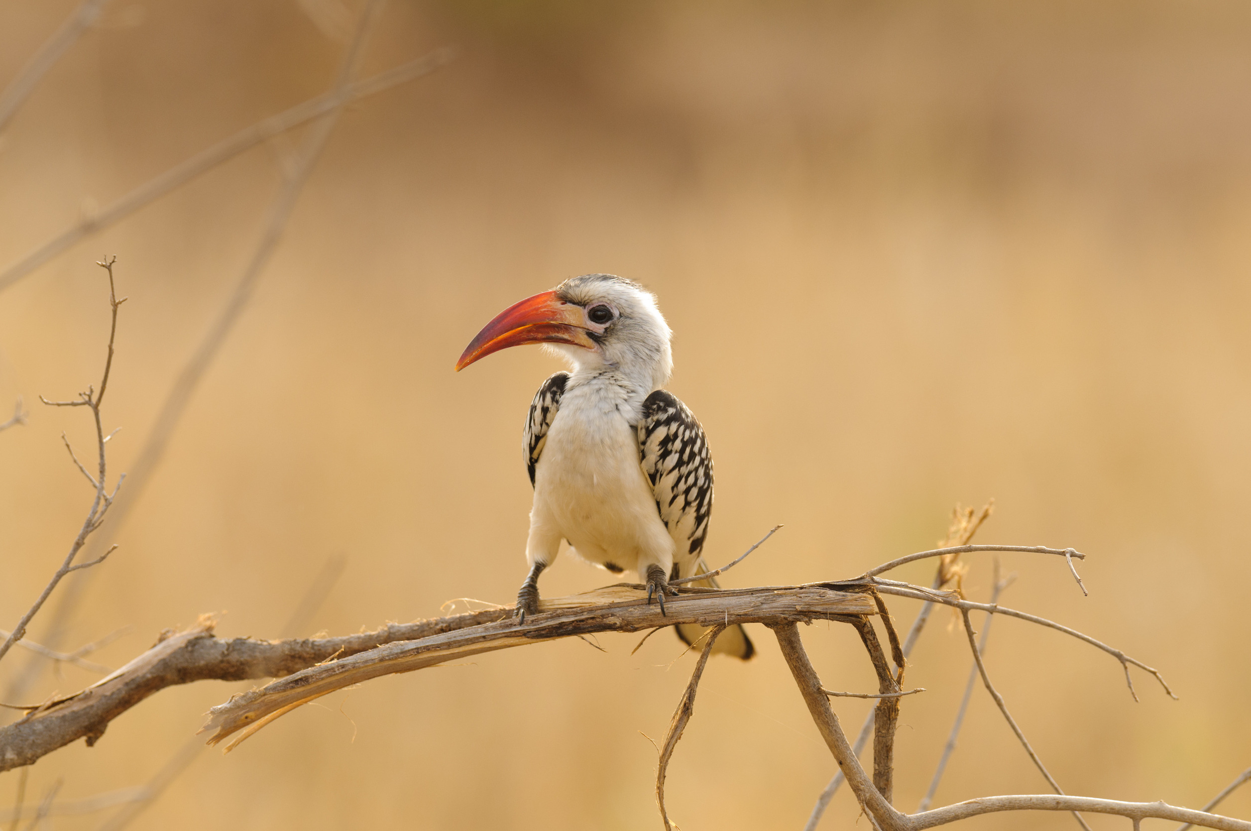 Tanzania Birding