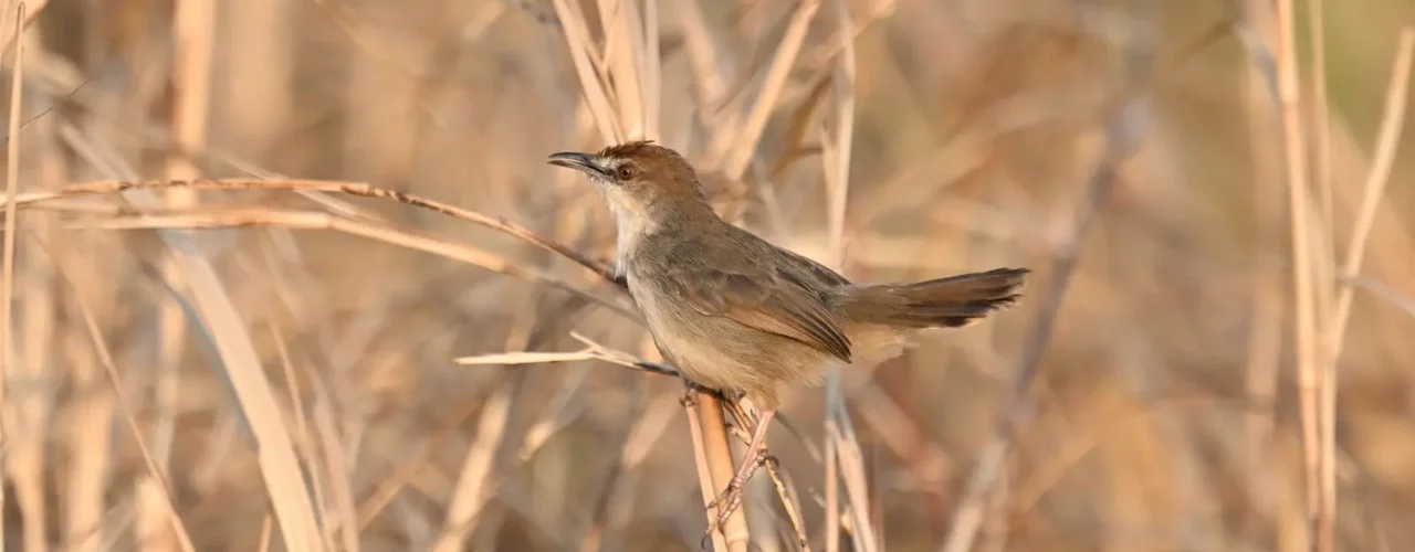 Tanzania Birding