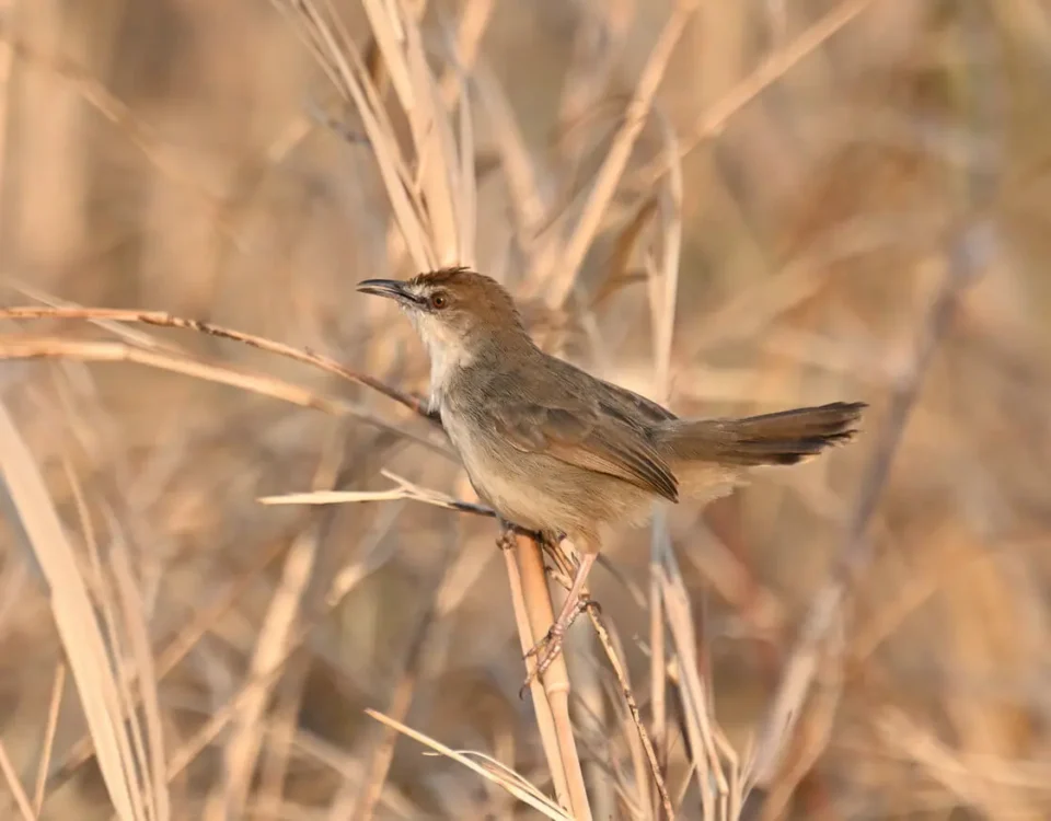 Tanzania Birding