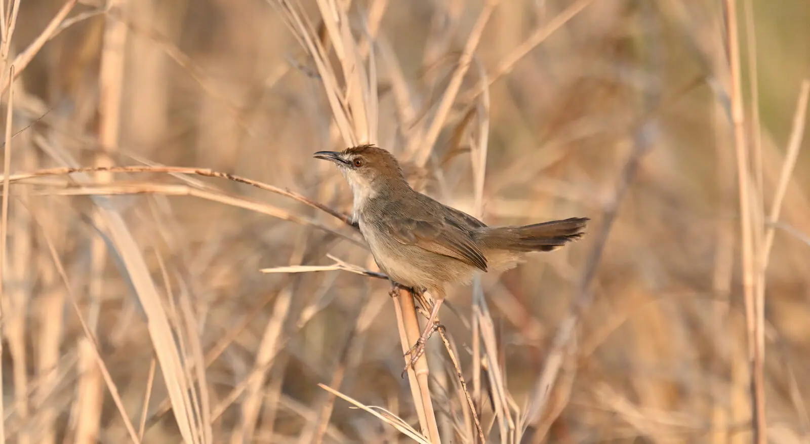 Tanzania Birding