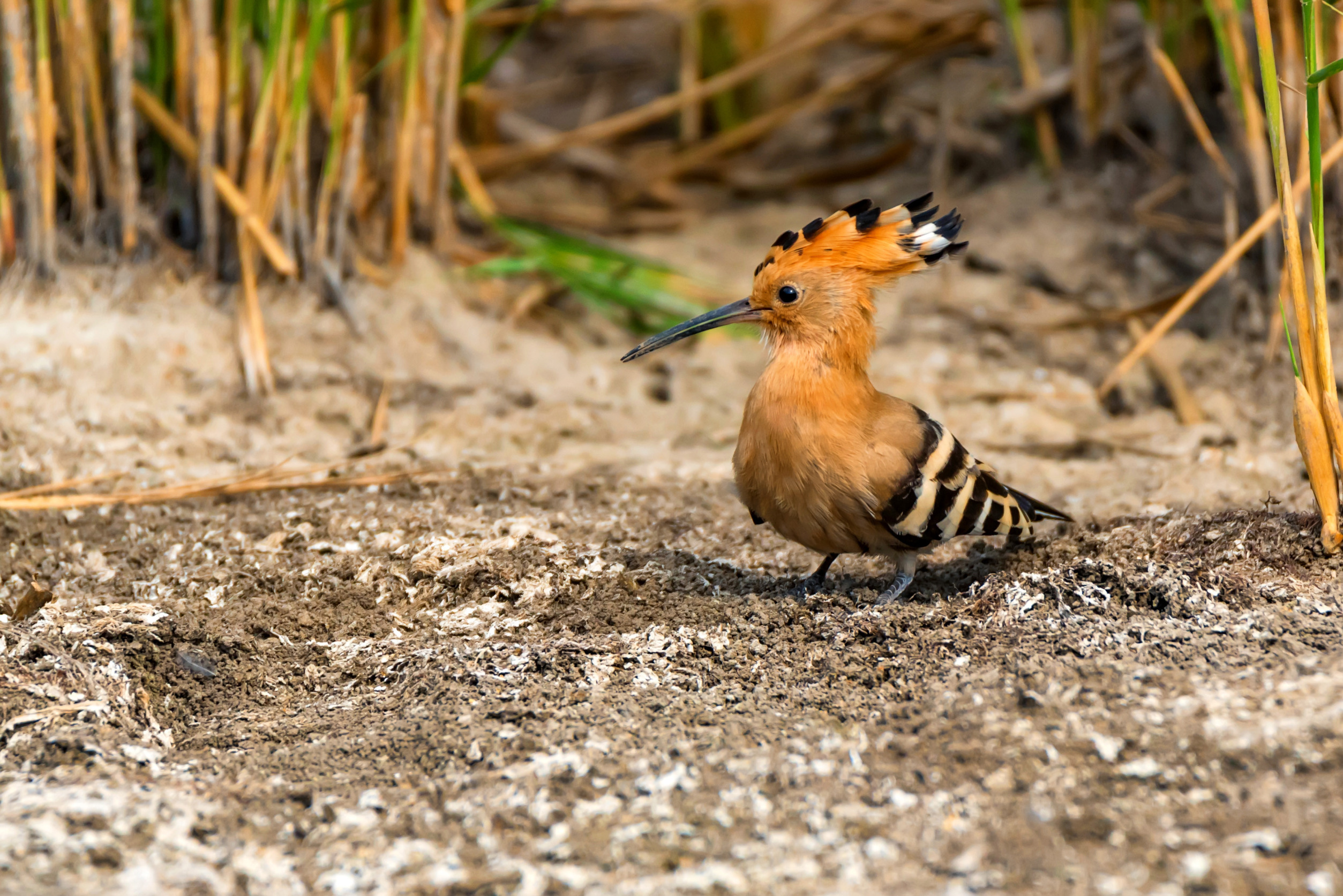 Tanzania Birding