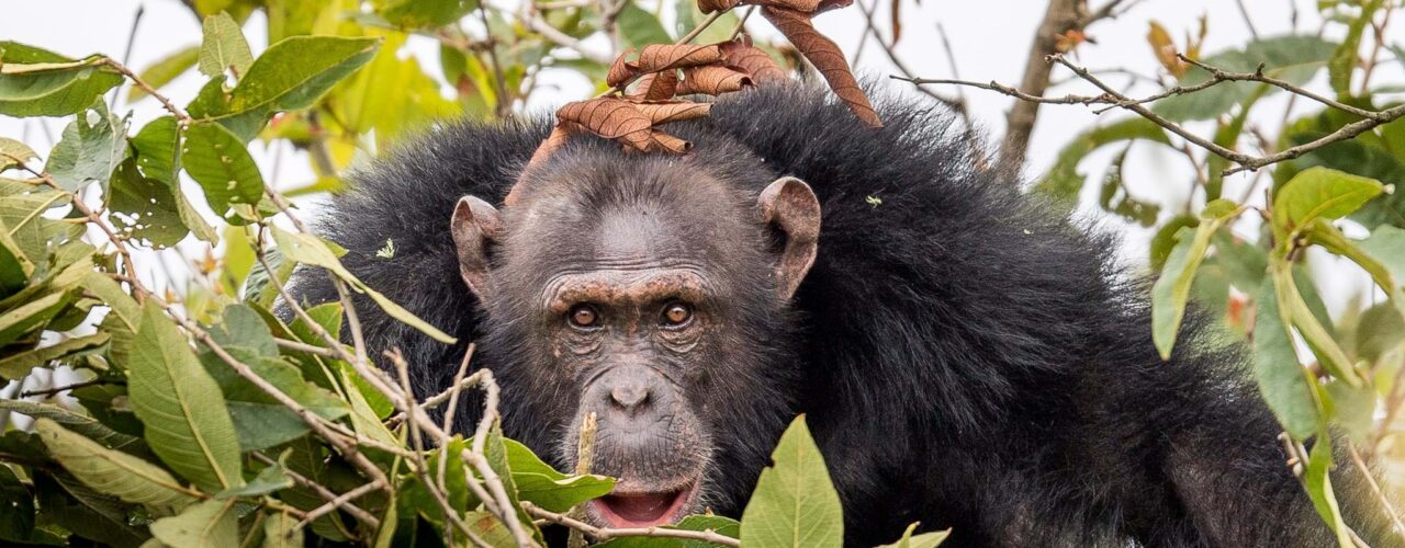 Tanzania Chimpanzee Tracking Safaris