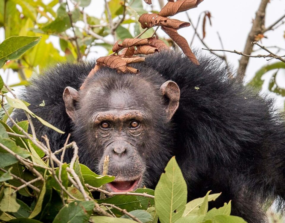 Tanzania Chimpanzee Tracking Safaris