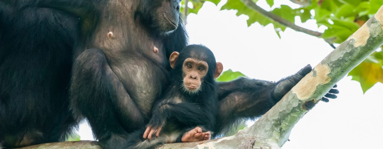 Rwanda Chimpanzee Tracking