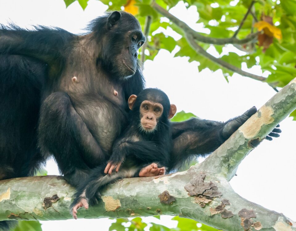 Rwanda Chimpanzee Tracking