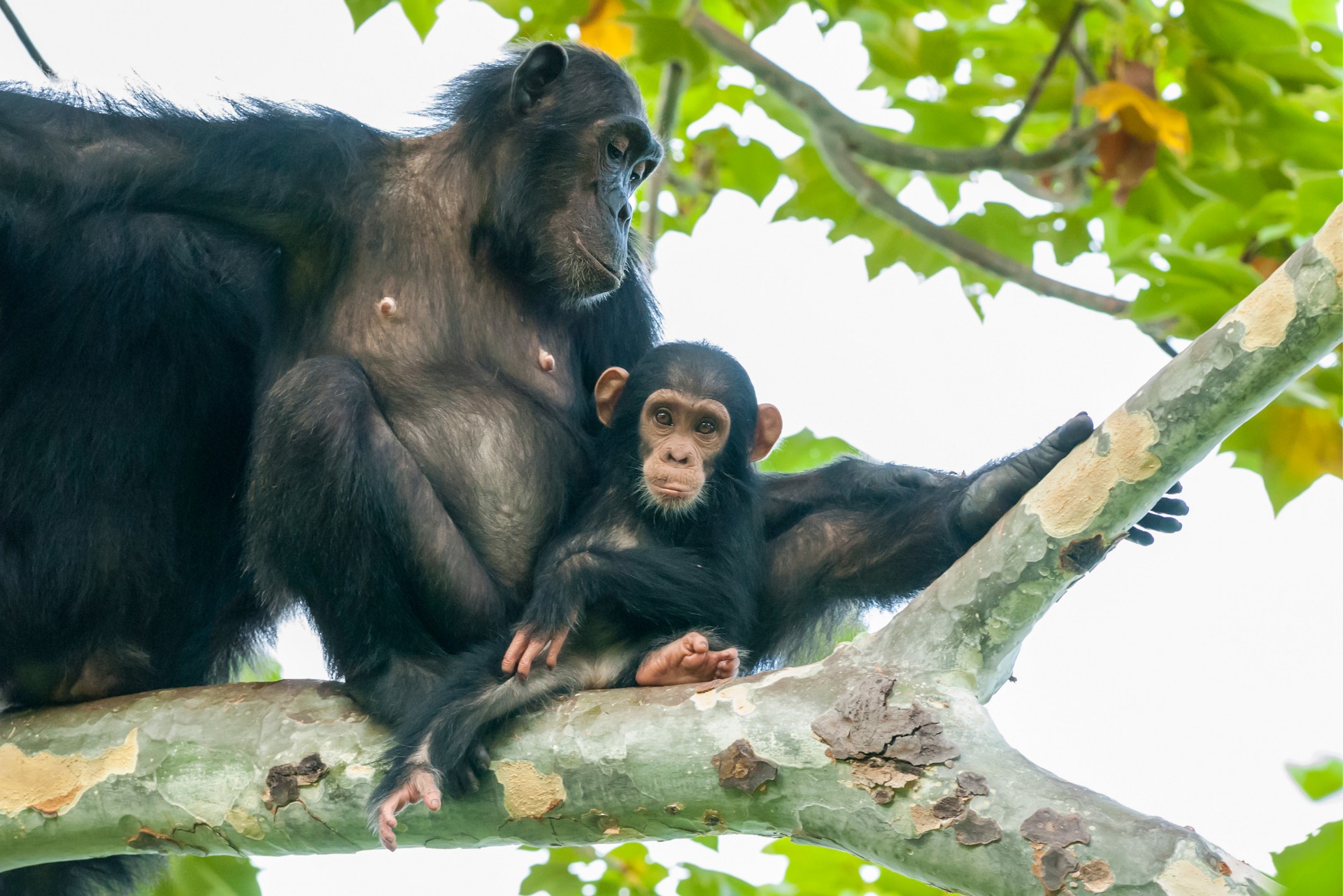 Tanzania Chimpanzee Tracking