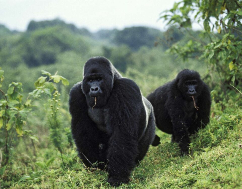 Long Uganda Wildlife Safaris